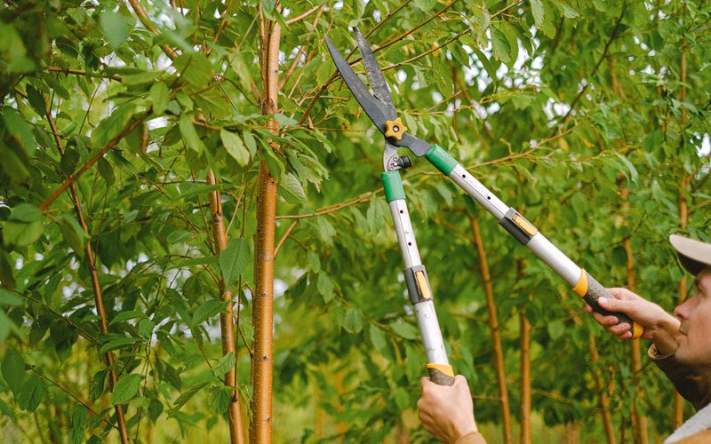 Tree trimming in Brooklyn, IA